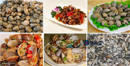 南戴河海鲜花蛤