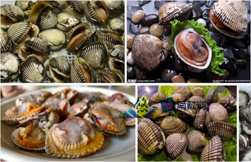 南戴河海鲜毛蚶